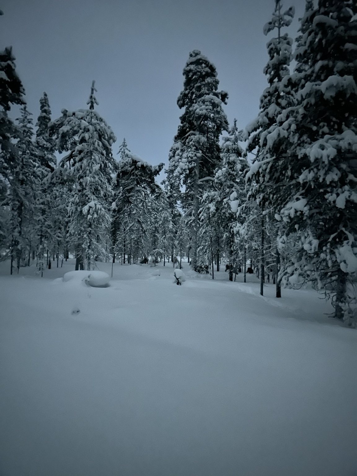A snow-covered path among pines