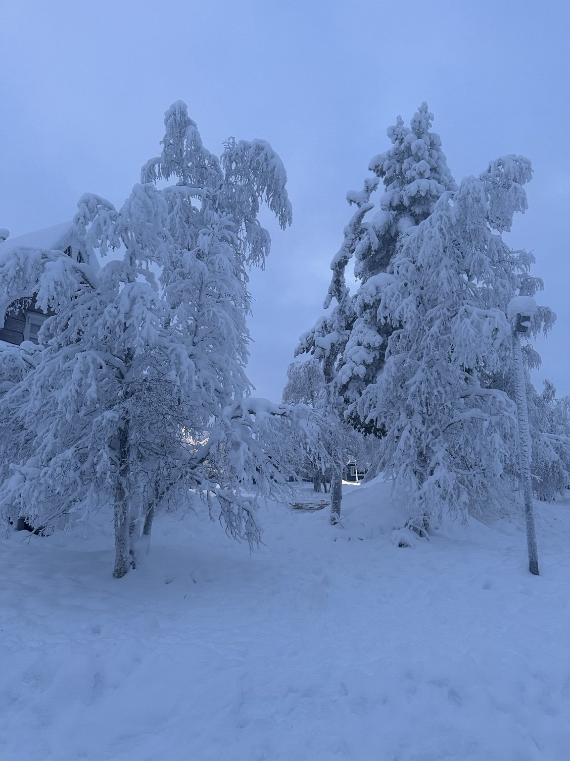 Snow-covered trees in a winter forest