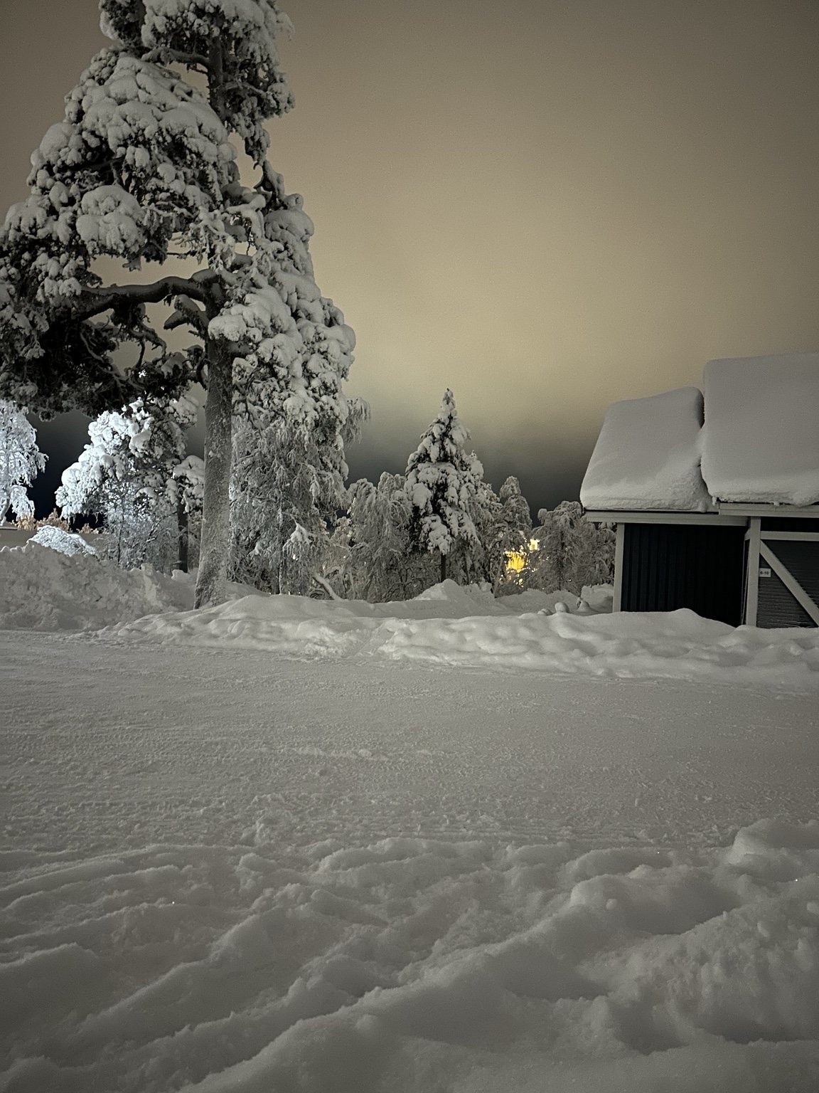 Snow-laden tree beside a cabin at night