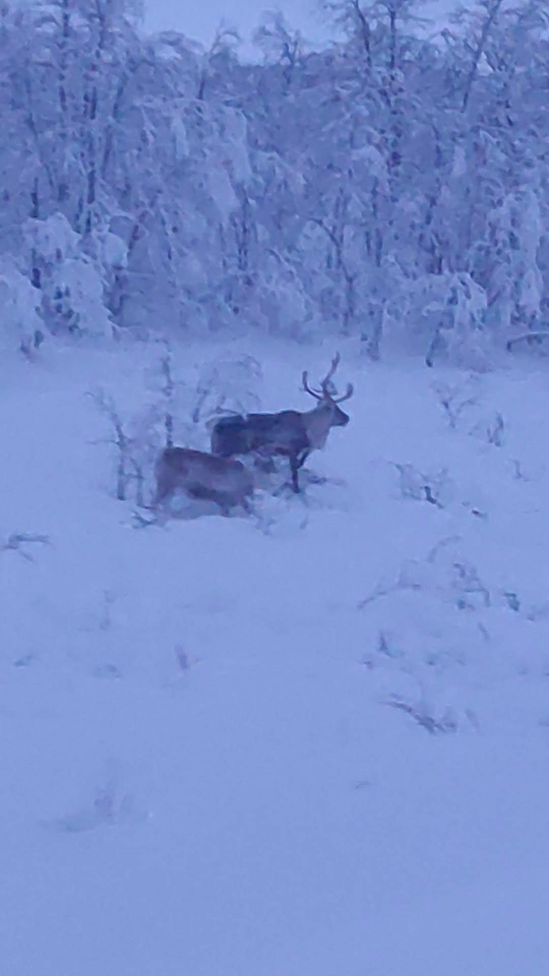 Reindeer in a snowy Finnish landscape