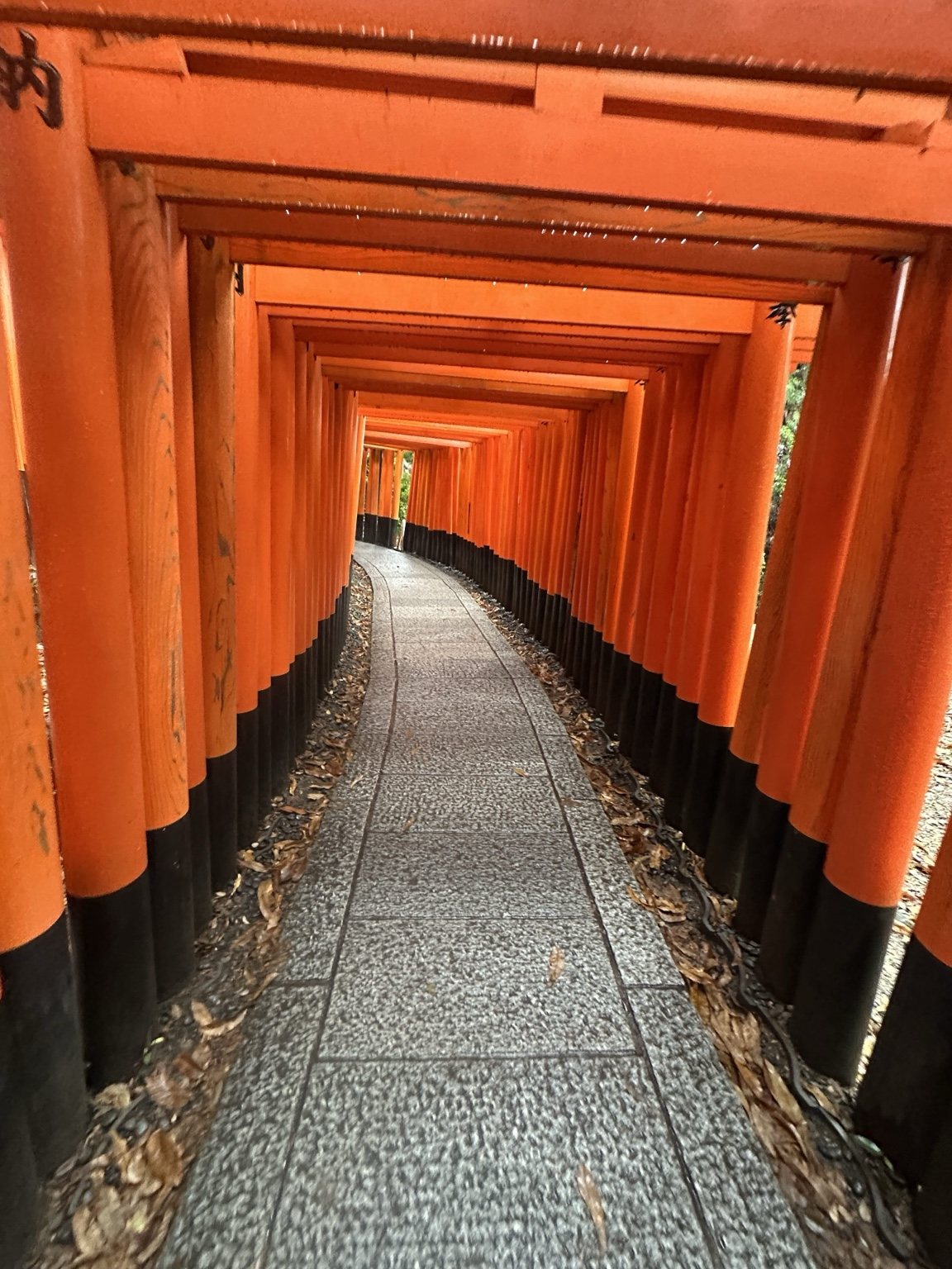 Long corridor of vermilion torii gates