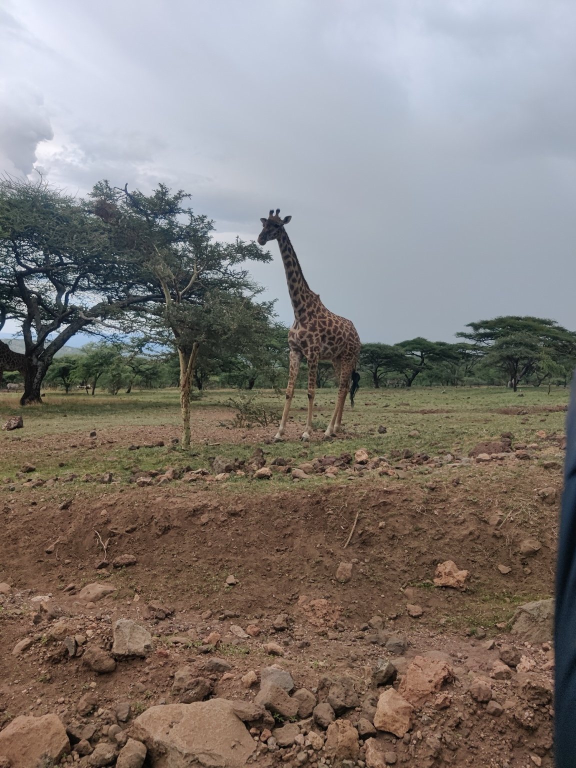 Giraffe among trees on the savanna