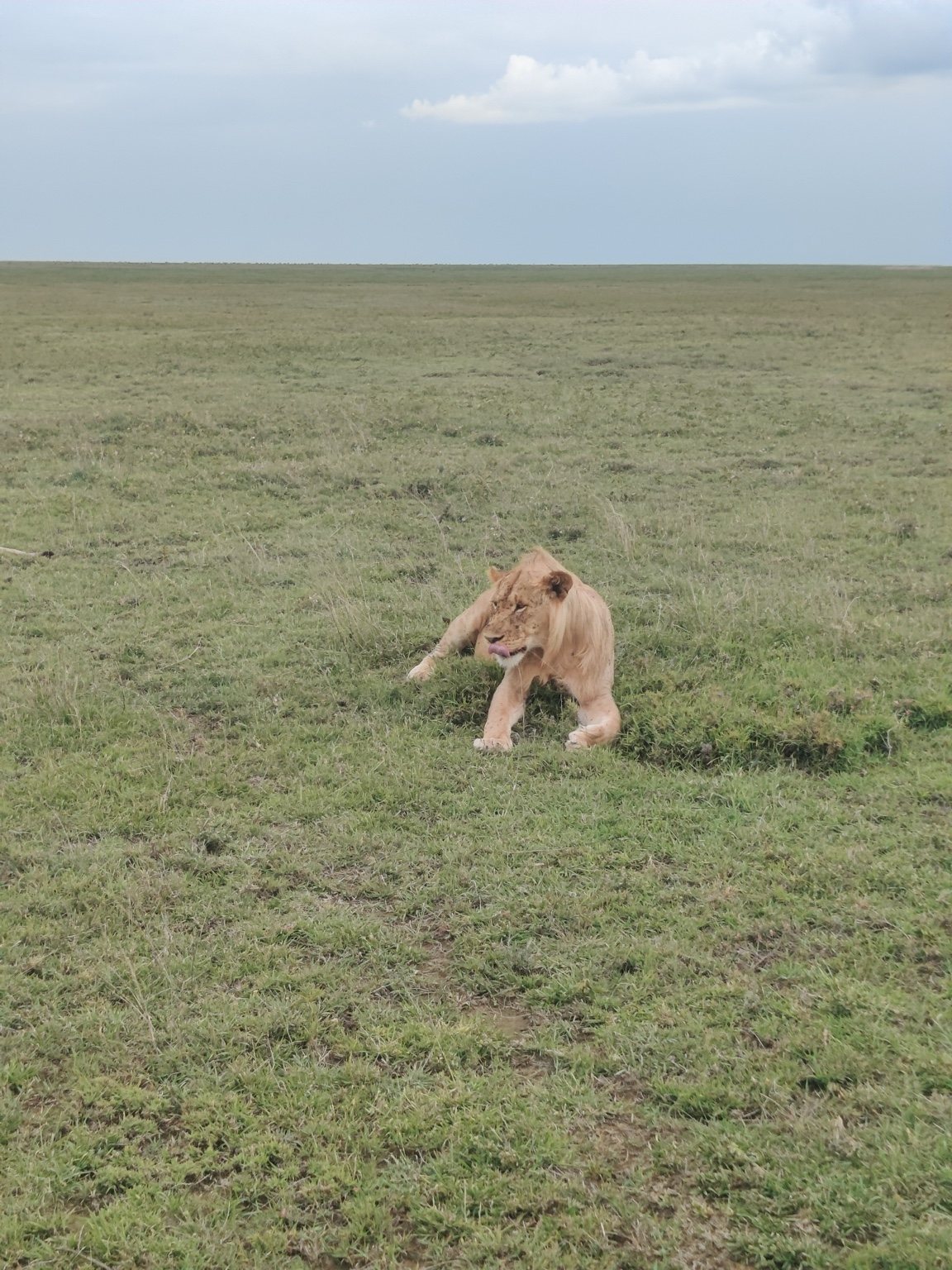 Lion moving through the grassland