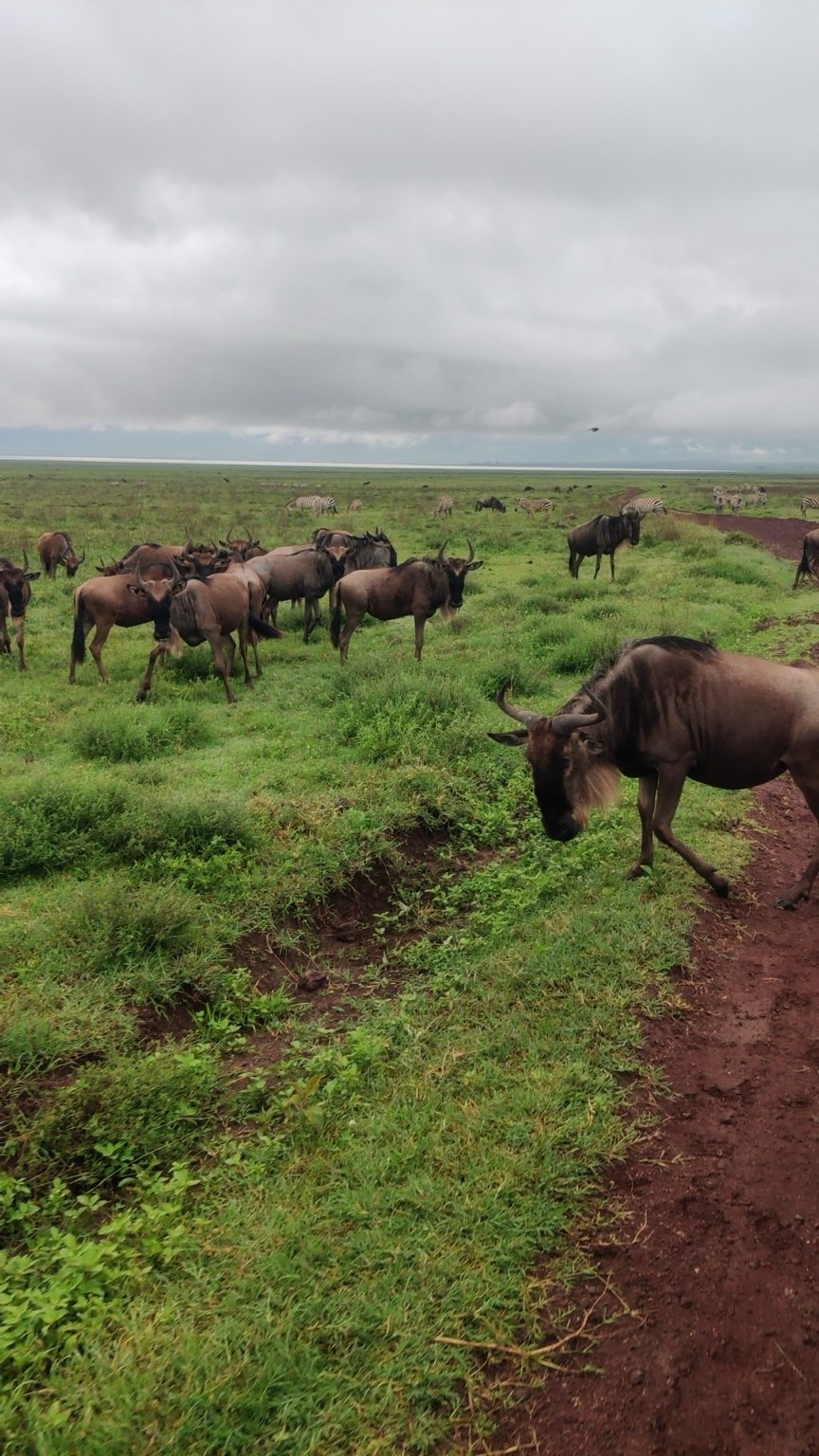 Wildebeest on green plains