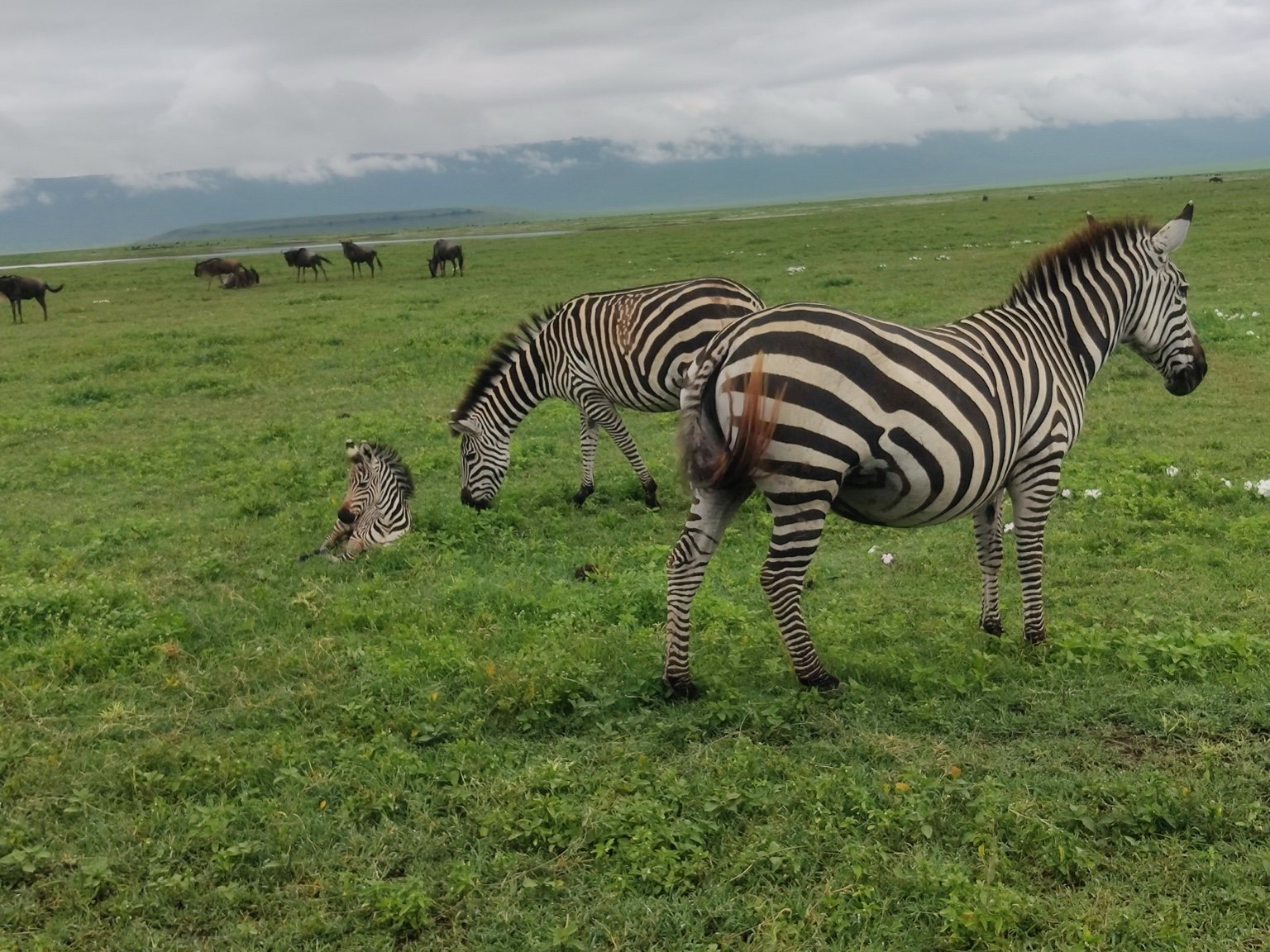 Zebras seen during a Tanzania safari