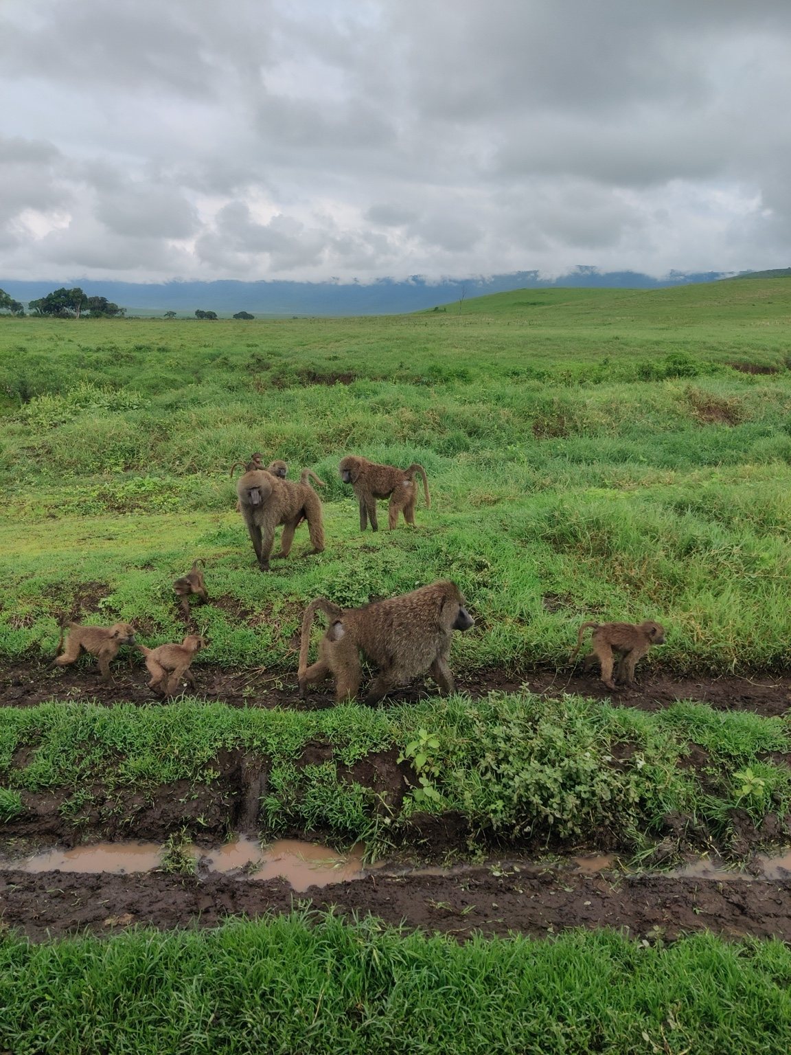 Lions resting in grass
