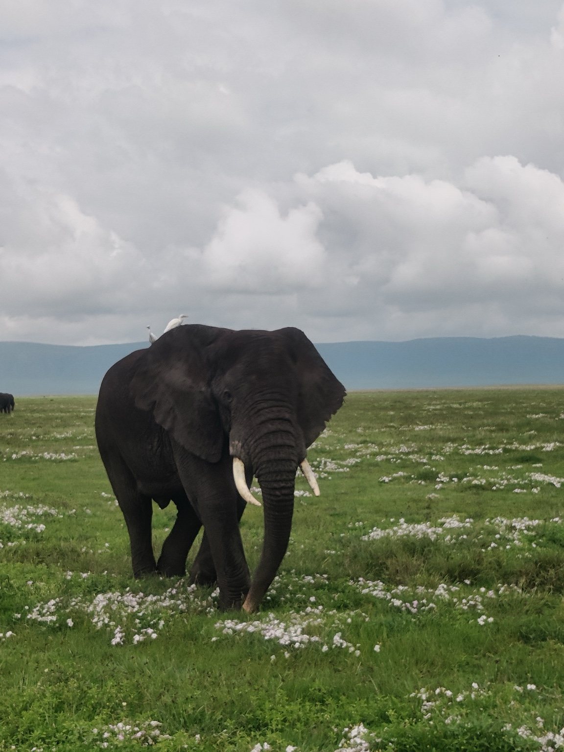 Elephant standing on the savanna